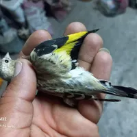 جوجه سهره نر|پرنده|جوانرود, |دیوار