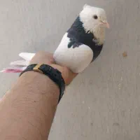 کفتر پرشی طوقی