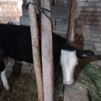 گاو و گوساله ماده سیمینتال|حیوانات مزرعه|بیلوار, |دیوار