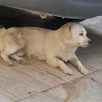 سک پاپی شیتزو