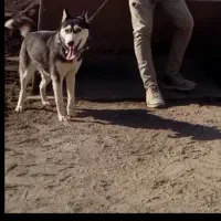 هاسکی|سگ|کاشان, فین بزرگ|دیوار