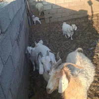 بز محلی|حیوانات مزرعه|پاریز, |دیوار