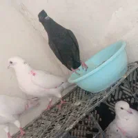 کبوتر پرشی