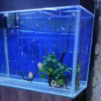 فروش اکواریوم