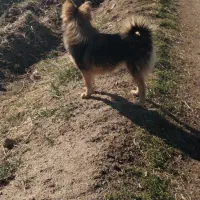 سگه پامرین|سگ|تویسرکان, |دیوار