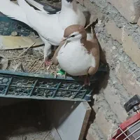 ۸عدد کبوتر پرشی