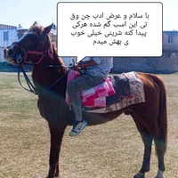 اسب گمشده