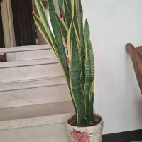 گل و گلدان|گل و گیاه طبیعی|کاشان, شهرک امیرالمومنین|دیوار