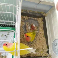 یک جفت طوطی برزیلی مولد