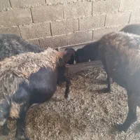گوسفند مخصوص داشتی