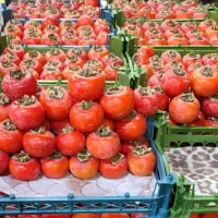 توزیع انواع میوه به مغازه داران و ارگان های دولتی|عمدهفروشی|تهران, میدان میوه و ترهبار مرکزی|دیوار