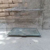 کبوتر پیدا شده