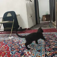 این بچه گربه گم شده