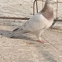 چهار عدد کبوتر جوان گرفتنی|پرنده|خورموج, |دیوار