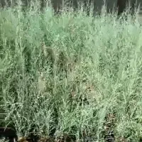 نهال گز