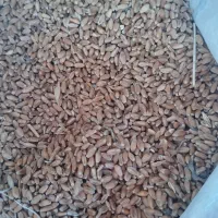 گندم آفتاب