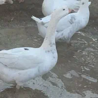 غوقاز|حیوانات مزرعه|زابل, |دیوار