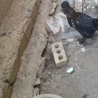 مرغ خروس تزئینی