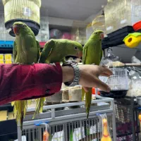 عروس هلندی طوطی ملنگو شاه طوطی قفس و لوازم پرنده|پرنده|ملایر, |دیوار