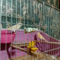 ۴جفت قناری|پرنده|باسمنج, |دیوار