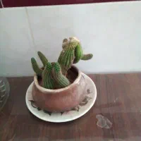 گلهای آپرتمانی|گل و گیاه طبیعی|یزد, |دیوار