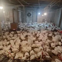 فروش مرغ گوشتی