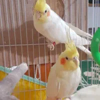 فروش یه جفت عروس هلندی مولد|پرنده|رفسنجان, |دیوار