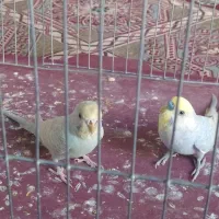 فروش یک جفت مرغ عشق رینبو|پرنده|سراوان, |دیوار