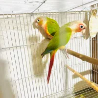 گرینجیک مولد