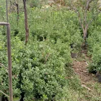 شمشاد ابلغ پرریشه|گل و گیاه طبیعی|سنگر, |دیوار