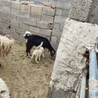 بز و بزغاله