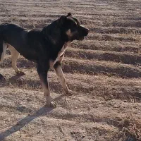 خدمت عشق بازها این حیون گم شده