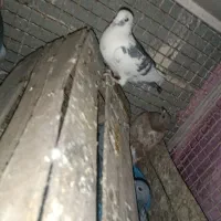 ۳تا کبوتر گرفتنی ارسال از اهواز|پرنده|ایلام, |دیوار