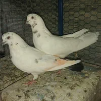 کفتر پرشی گرو|پرنده|اصفهان, امین‌آباد|دیوار