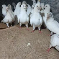 کبوتر تک پر