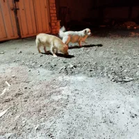 سگ پاپی|سگ|قم, بنیاد|دیوار