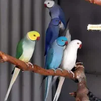 پرنده سرای ارسام|پرنده|نظرآباد, صالح آباد|دیوار