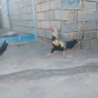 خروس لاری اصیل|حیوانات مزرعه|تربت جام, جلگه موسی آباد|دیوار