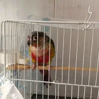 گرینجیک ۱۰ماهه