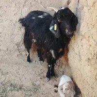 بز و بزغاله