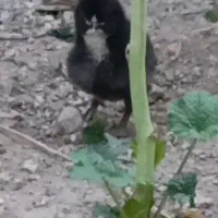 جوجه ارزان