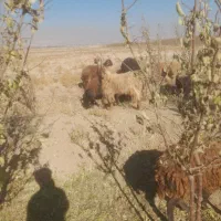 نربز همون خلاو دو ساله جلو کش|حیوانات مزرعه|نیشابور, دربقاضی|دیوار