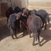 بره ماده قره قزل و افشاری