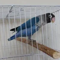 سه طوطی و جوجه طوطی برزیلی|پرنده|تهران, مینای شمالی (مخبر)|دیوار