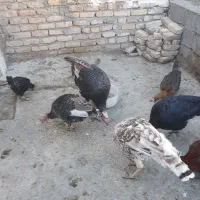 بوقلمون خانگی