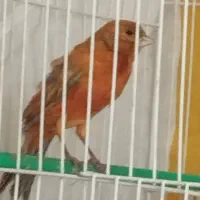 قناری نر سرخ شتری اورجینال مست مستخون|پرنده|مشهد, ادیب نیشابوری (شهرک غرب)|دیوار