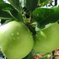 توزیع و ارائه نهال سیب سبز|خدمات باغبانی و درختکاری|میانه, |دیوار