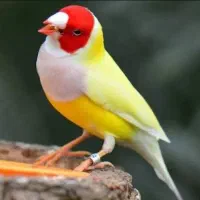 فنچ گلدین تخم نطفه دار