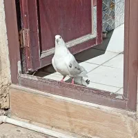 کبوتر|پرنده|مسجد سلیمان, |دیوار