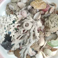 آکواریوم ماهی|ماهی|قشم, |دیوار